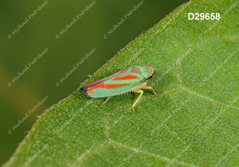 Graphocephala teliformis (Cicadellidae, Hemiptera)